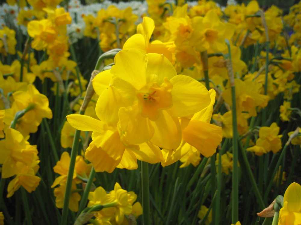Narcissus jonquilla 'Quail' (Jonquillen-Narzisse)